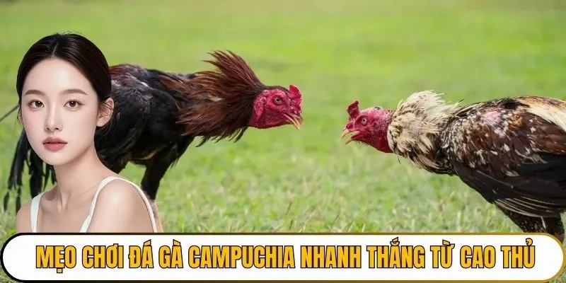 Mẹo chơi đá gà Campuchia nhanh thắng từ cao thủ