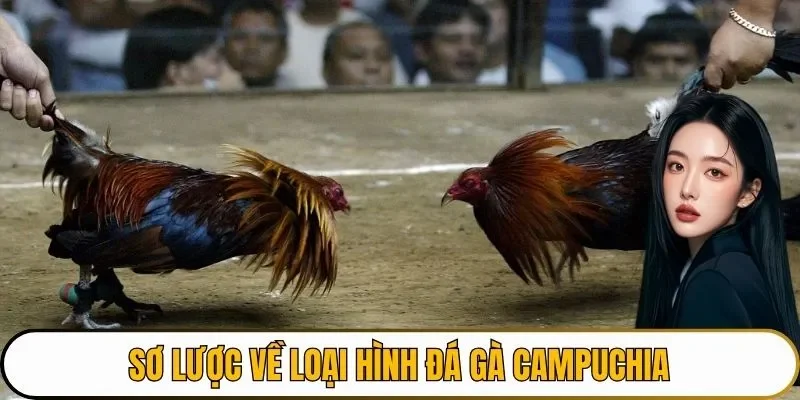 Sơ lược về loại hình đá gà Campuchia